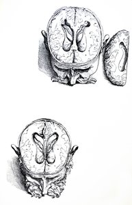 Le tavole dal settimo libro del De Humani Corporis Fabrica da Andreas Vesalius