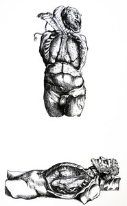 Le tavole del sesto libro del De Humani Corporis Fabrica da Andreas Vesalius
