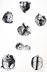 Le tavole dal sesto libro del De Humani Corporis Fabrica da Andreas Vesalius