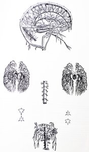 Le tavole dal Terzo Libro del De Humani Corporis Fabrica da Andreas Vesalius