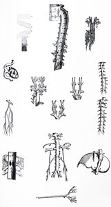Le tavole del terzo libro del De Humani Corporis Fabrica da Andreas Vesalius
