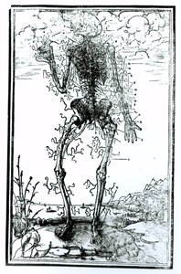 Sistema vascolare del corpo
