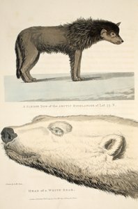 Un cane da slitta dell