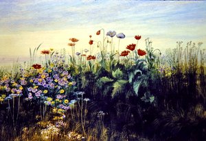 Fiori selvatici