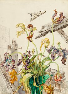 Tulipani