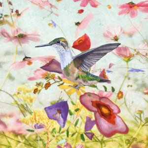 Colibrì tra i fiori