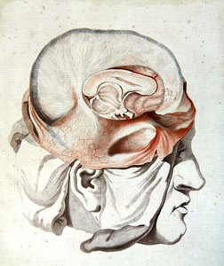 Il Cranio, da 