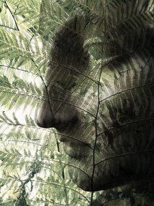 Profilo botanico del viso da Angelo Cerantola