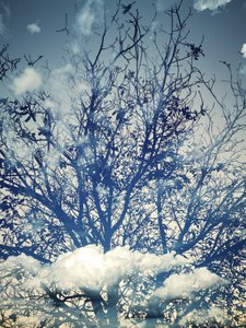 Alberi sotto un cielo azzurro da sogno da Angelo Cerantola