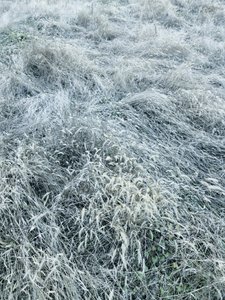 Erba invernale ricoperta di brina da Angelo Cerantola
