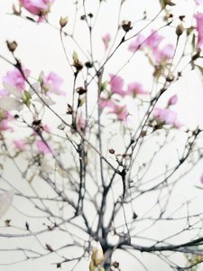 Delicate fioriture primaverili da Angelo Cerantola