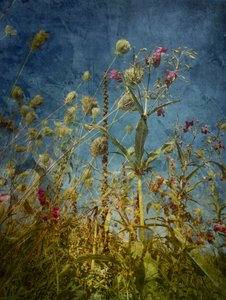 Blues dei campi selvaggi da Angelo Cerantola