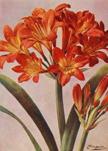 Clivia Miniata, conosciuta da tempo come Imantophyllum Miniatum da Angelo Fairfax Muckley