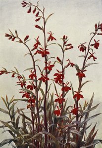 Lobelia Cardinalis
