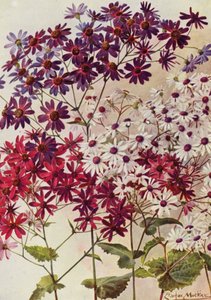 Cinerarie stellate da Angelo Fairfax Muckley