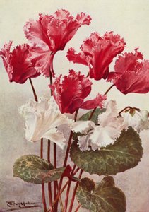 Il ciclamino farfalla