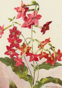 La bella pianta di tabacco Nicotiana Sanderae da Angelo Fairfax Muckley
