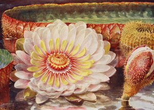 Victoria Regia, la più nobile di tutte le piante acquatiche da Angelo Fairfax Muckley