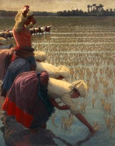 Le Mondine (lavoratrici del riso italiane)
