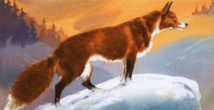 Volpe nella neve da Angus McBride