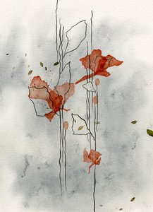 Fioriscono delicati papaveri