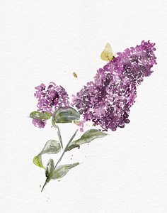 Farfalla lilla viola