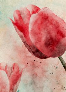 Tulipani vivaci ad acquerello da Ankie Kooi