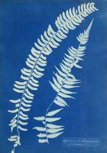 Asplenium Braziliense, Sud America