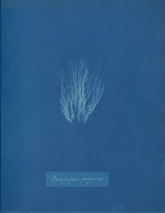 Bangia fusco-purpurea, ca. 1853 da Anna Atkins