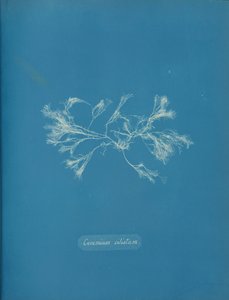 Ceramium ciliatum da Anna Atkins
