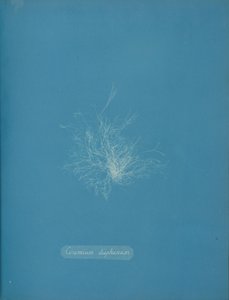 Ceramium diaphanum, ca. 1853