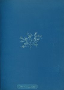 Cystoseira barbata da Anna Atkins