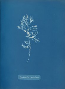 Cystoseira ericoides, ca. 1853 da Anna Atkins