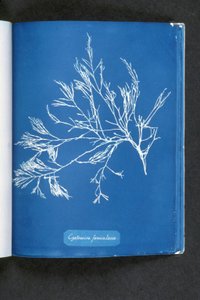 Cystoseira foeniculacea, da "Fotografie di Alghe Britanniche: Impressioni Cianotipiche", pubblicato 1843-53 da Anna Atkins