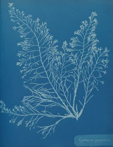 Cystoseira granulata da Anna Atkins