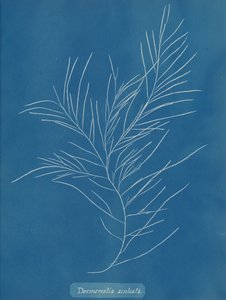 Desmarestia aculeata, ca. 1853 da Anna Atkins