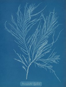 Desmarestia liqulata da Anna Atkins