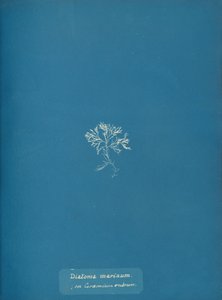 Diatoma marinum su Ceramium rubrum, ca. 1853 da Anna Atkins