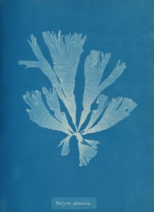 Dictyota atomaria da Anna Atkins