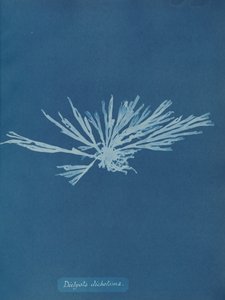Dictyota dichotoma da Anna Atkins