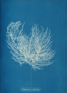 Ectocarpus distantus