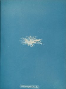 Enteromorpha clathrata da Anna Atkins