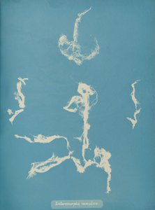 Enteromorpha ramulosa, ca. 1853 da Anna Atkins