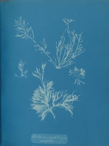 Exillaria crystallinum parassita da Anna Atkins