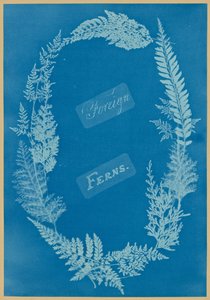 Felci straniere da Anna Atkins