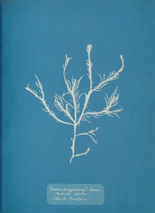 Fucus æruginosus Turner. Med. Sea Sisbon New to Britain., ca. 1853