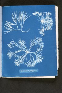 Furcelleria fastigiata, da 
