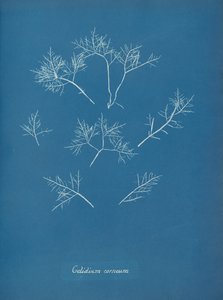 Gelidium corneum, ca. 1853 da Anna Atkins