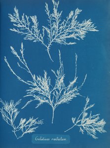 Gelidium rostratum da Anna Atkins