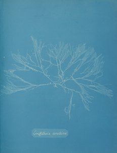 Griffithsia corallina, ca. 1853
